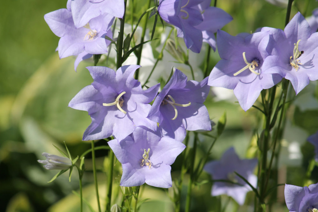 pale blue flowers on a campanula persicifolia plant with tall stems
