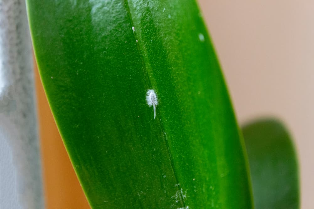 mealybug on the green leaf of a houseplant