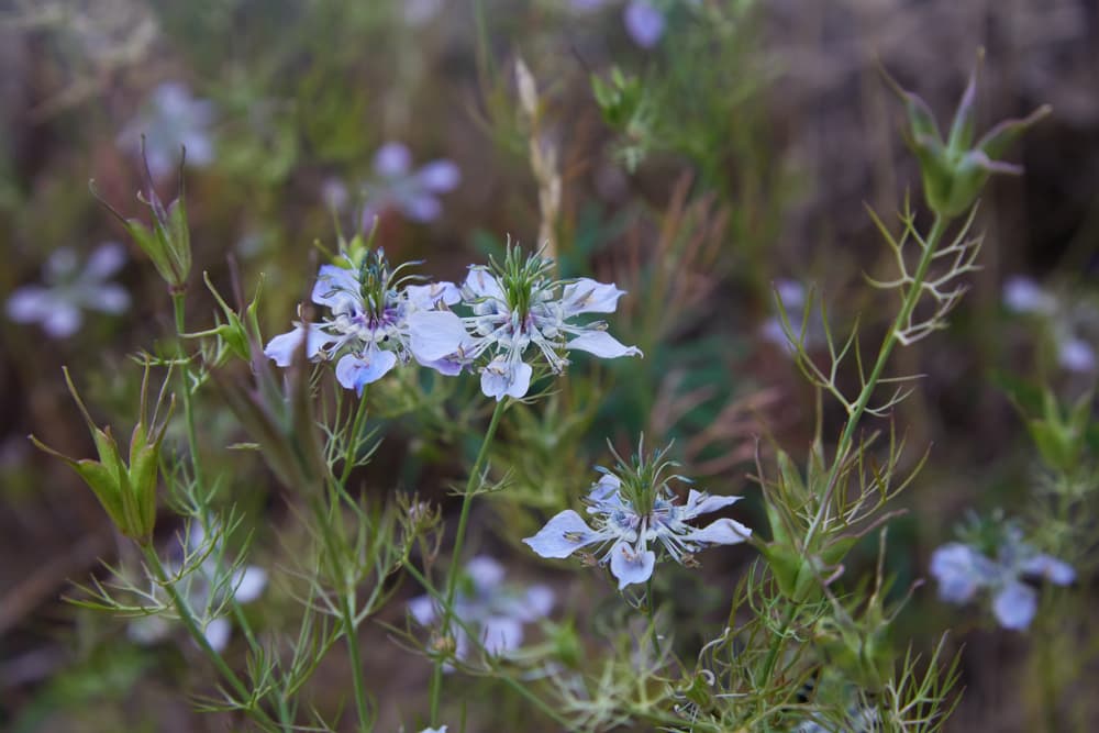 white unusual flowers of Nigella damascena 'Persian Jewels'