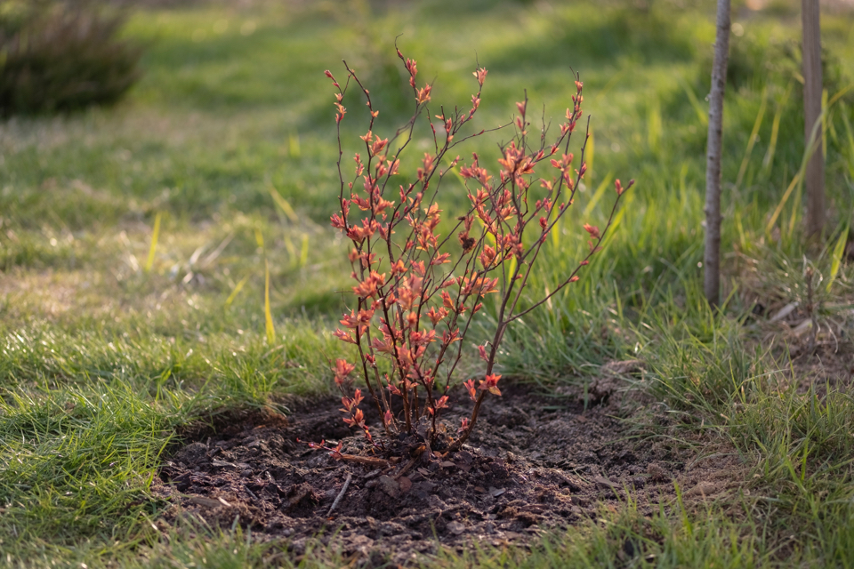 a young Japanese Meadowsweet seedling growing in a hole in the ground surrounded by grass