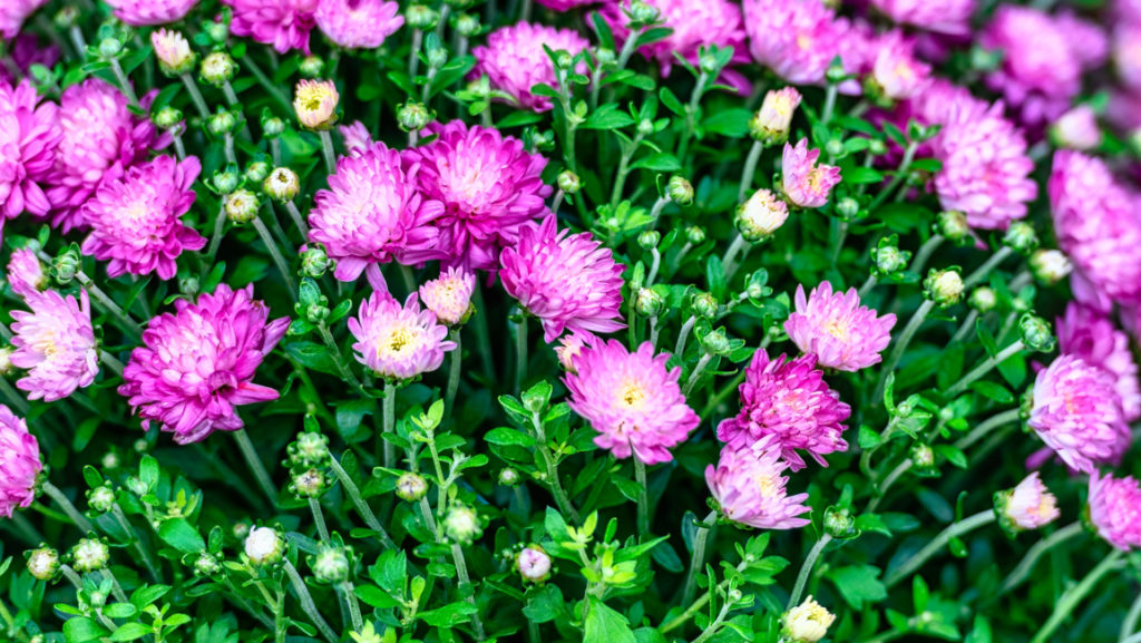pink flowering florist's daisies with lighter centres growing outside in a cluster