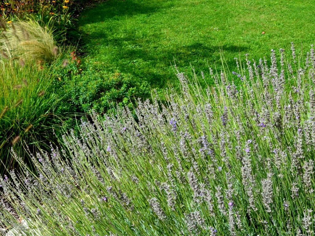 lavender plant with purply-grey flowers in a garden border with other shrubs that are all on the edge of a grassy lawn