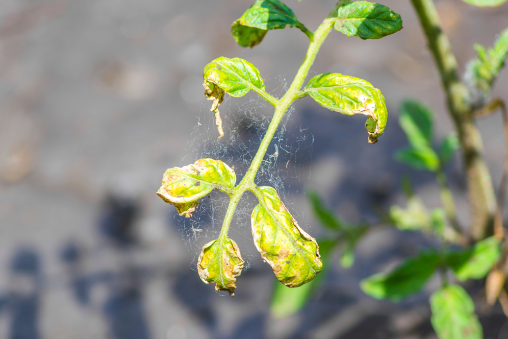 tomato plant leaves withering and turning brown as a result of spider mites that have covered the stem in webbing