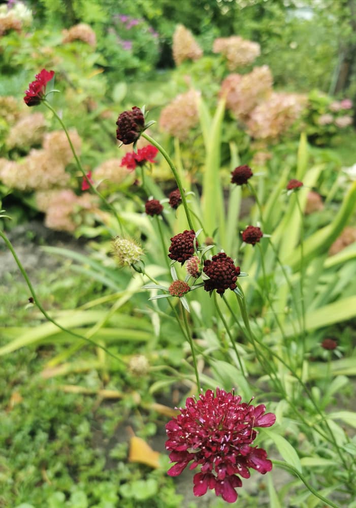 flowers of Scabiosa purpurea