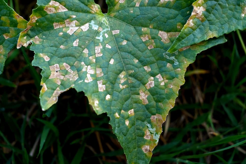 mosaic virus shown on the large leaves of a cucumber plant