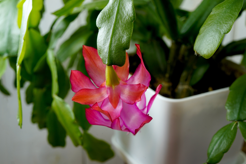 close-up of a drooping pink flower from a Schlumbergera plant growing inside in a white pot