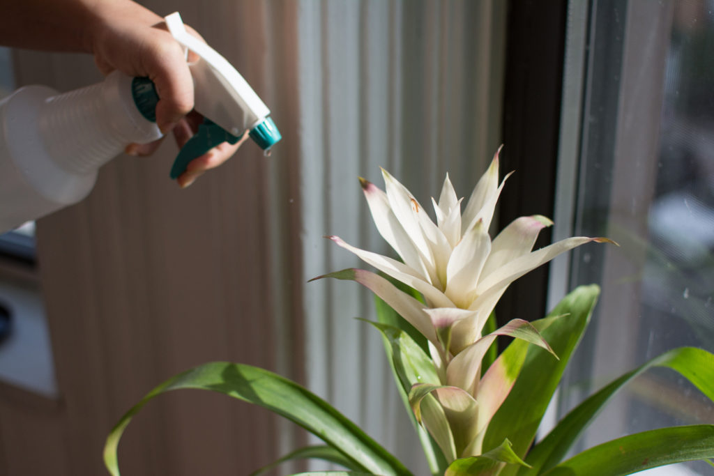 a white flowering bromeliad growing inside in front of a window being sprayed with water