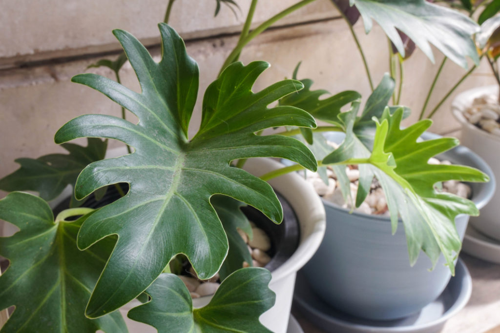 philodendron growing in pots that have been mulched with pebbles and placed in front of a wall inside