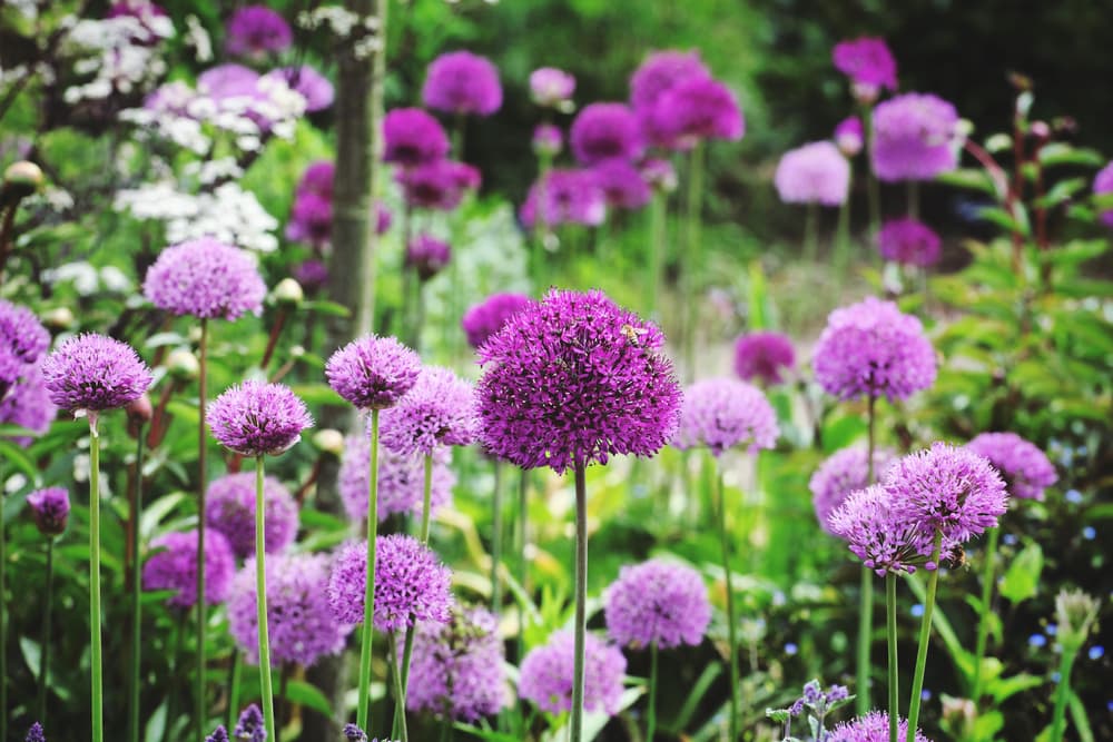 A. hollandicum ‘Purple Sensation’ ornamental onion flowers in shades of pink and purple