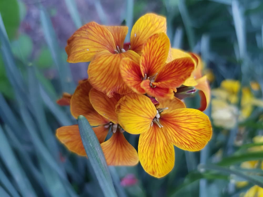 yellow and orange erysimum flowers with dark foliage