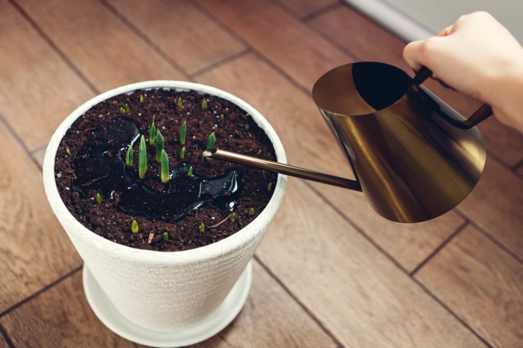 someone using a gold watering can to water bulbs that are sprouting from a pot