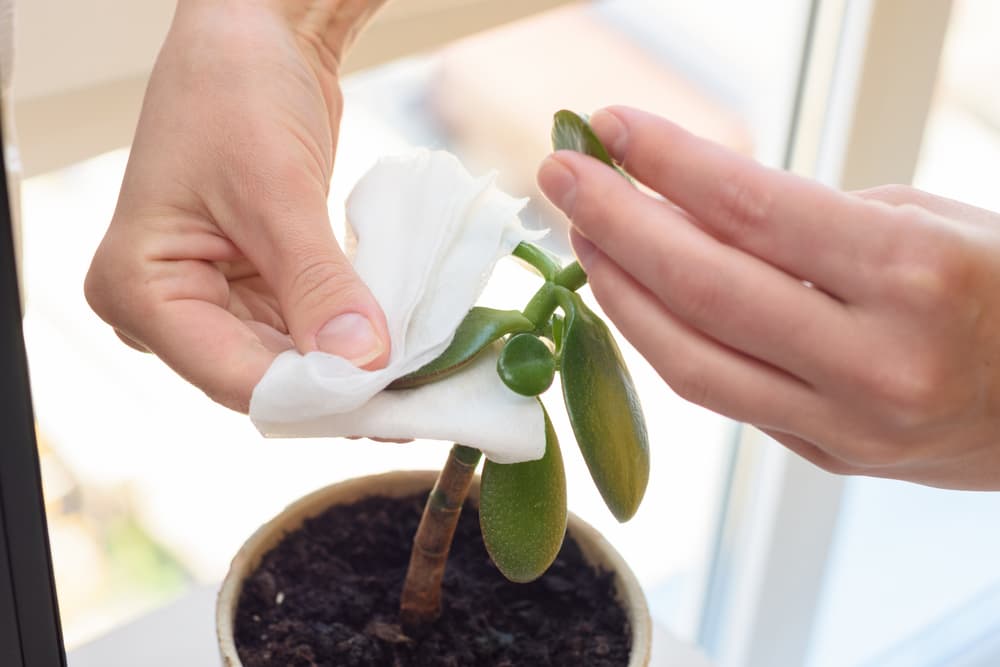 hands using a wipe to remove dust from the leaves of a jade plant