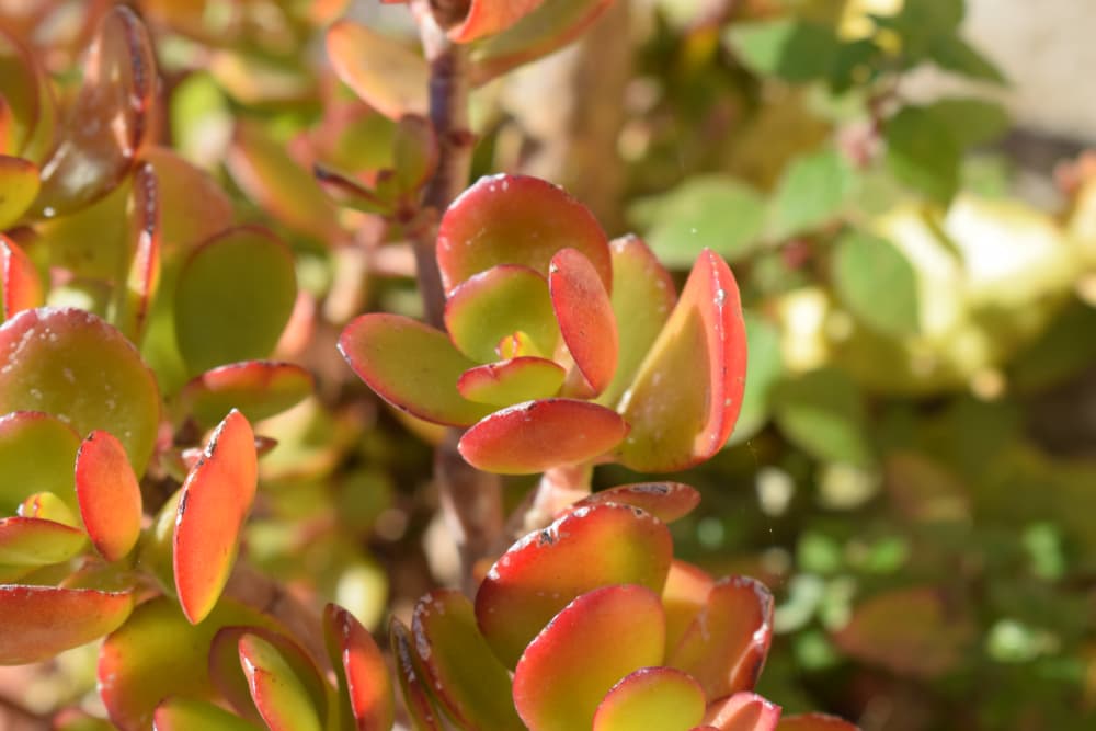 green and red leaves of crassula