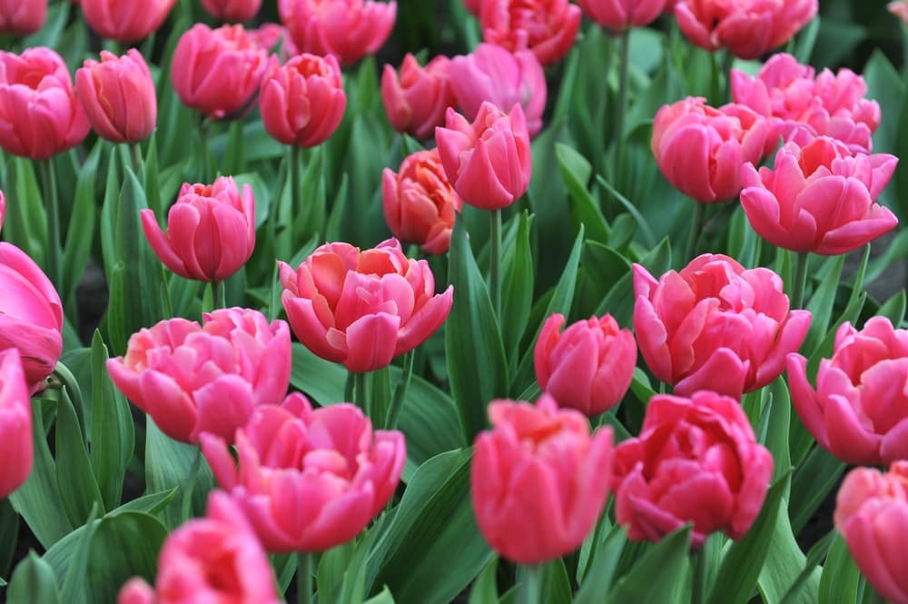double-late 'Sunset Tropical' tulipa in a commercial growing field