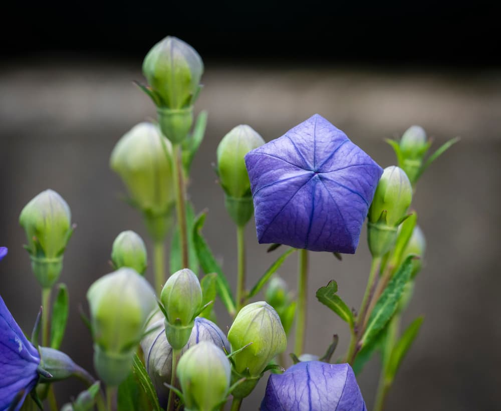 budding chinese balloon flowers in purple