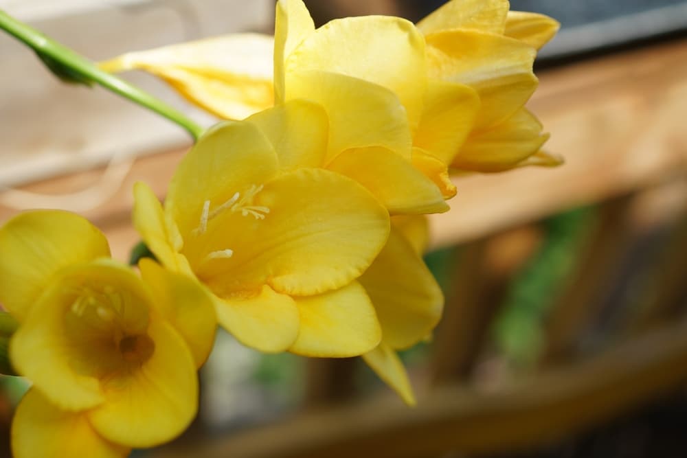 cluster of bright yellow freesias