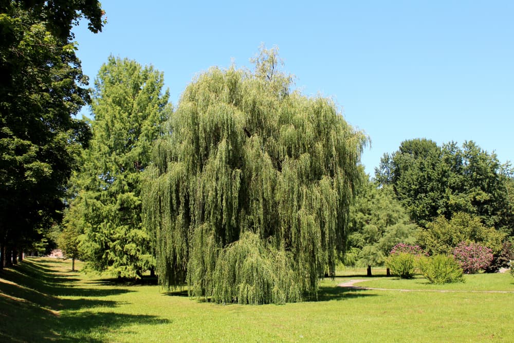 large weeping willow growing in a park