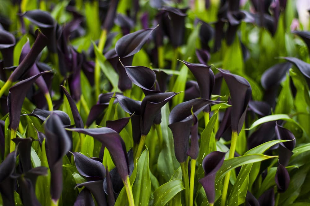 dark purple 'Cantor' flowers on upright stems