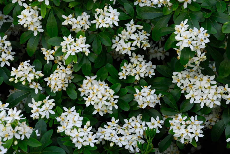 Choisya ternata with bunches of white flowers and dark green leaves
