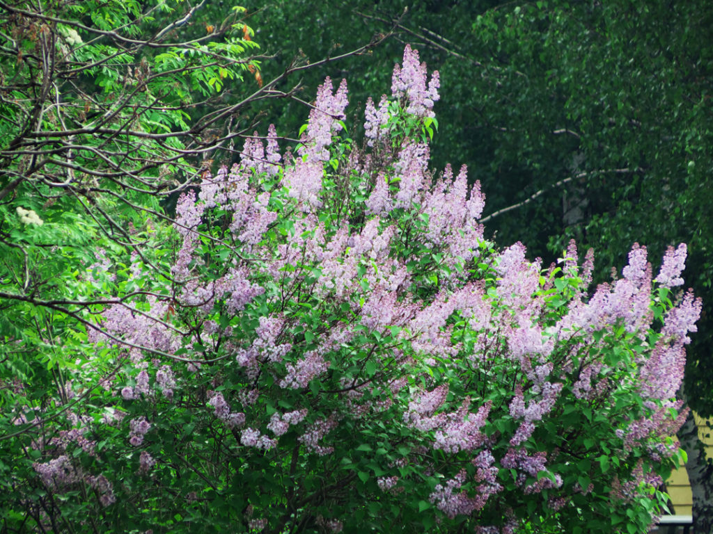 an overgrown purple flowering lilac shrub growing in a woodland area outside