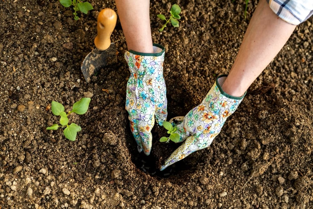 gardener planting Antirrhinum seedlings in soil planting holes