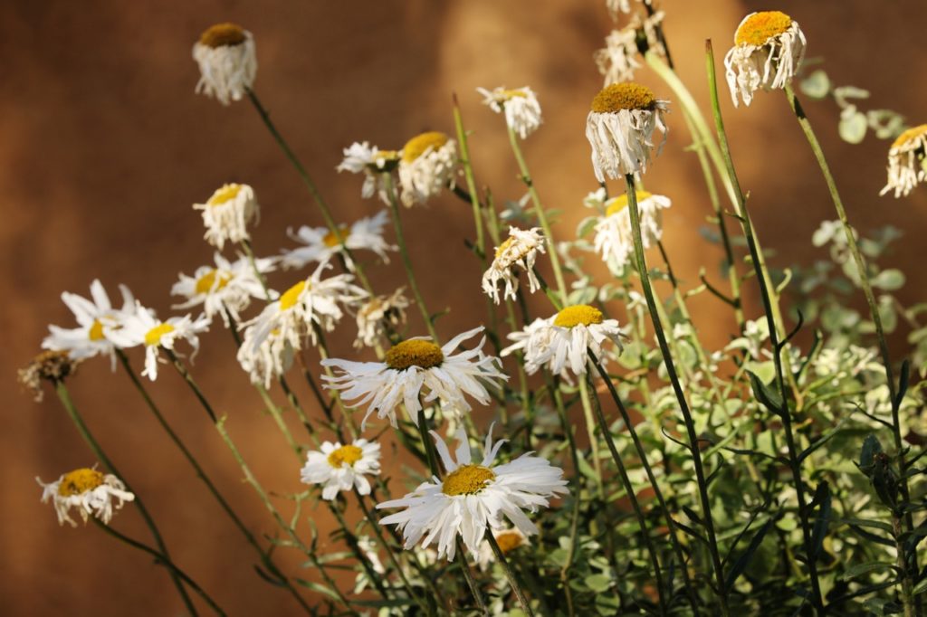 Shasta daisies with white flower heads that are wilting and turning brown