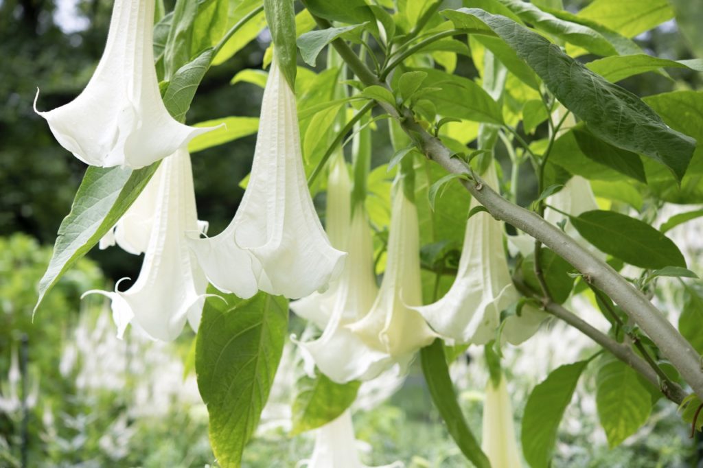 white trumpet-shaped flowers growing from a brugmansia plant