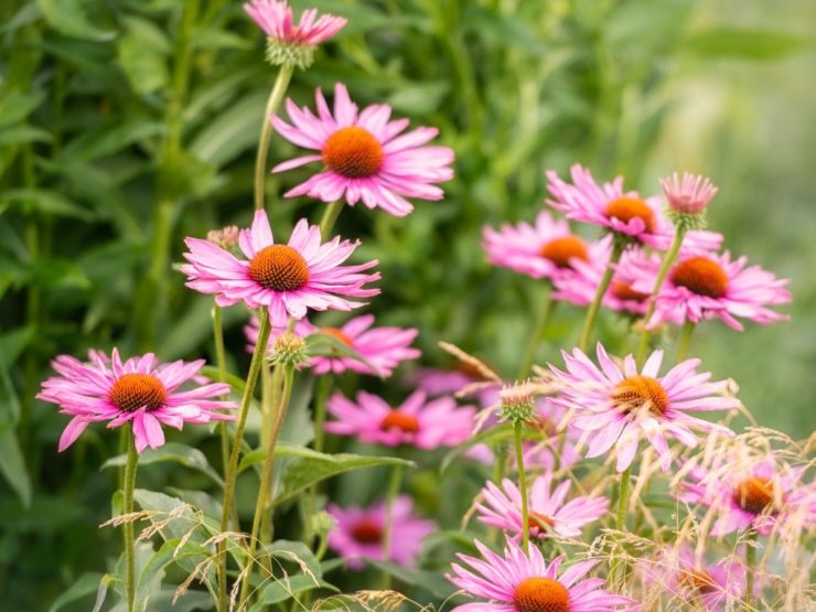 How To Grow Echinacea Purpurea 'Purple Coneflower'