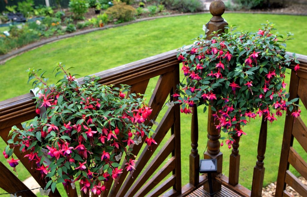 pink-purple flowering hardy fuchsias growing in baskets hanging from a wooden balcony on a raised deck outside