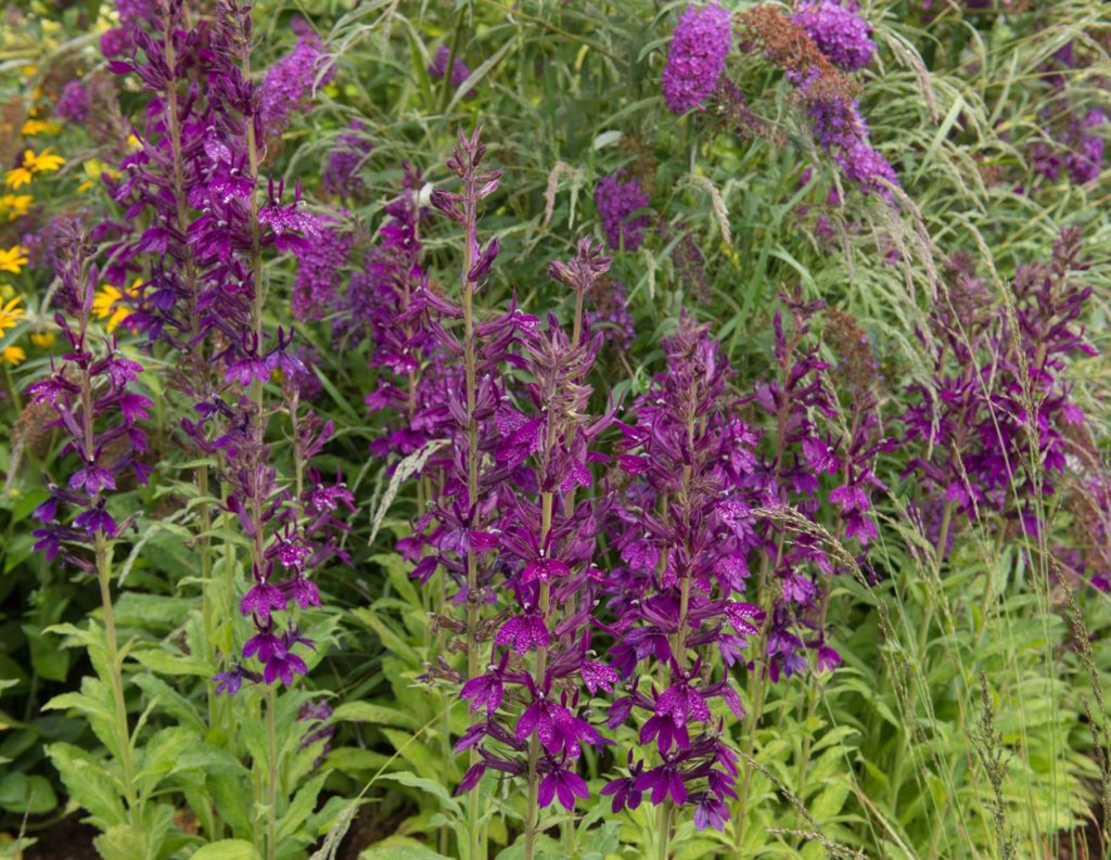 lobelia × speciosa ‘Hadspen Purple’ plants with tall green stems bearing purple flowers growing outdoors amongst tall grass