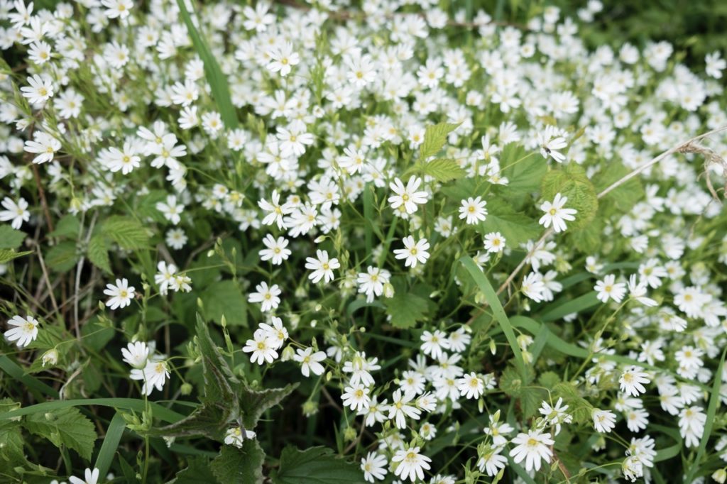 chickweed plant with lots of white star-shaped flowers