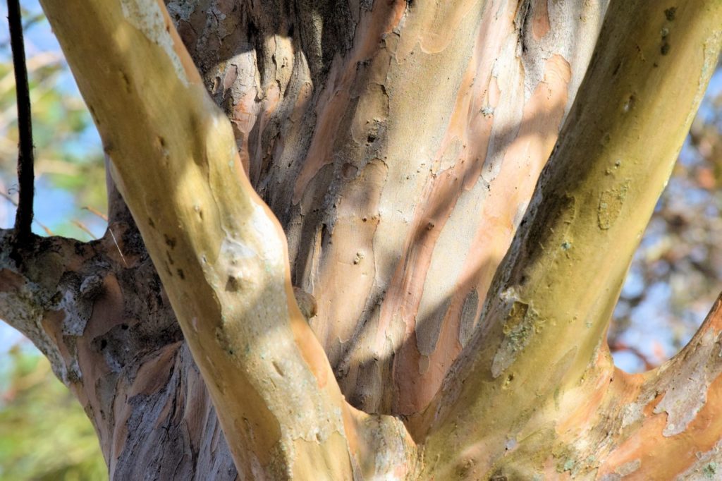 close-up of the orangey-yellow and brown bark of a crape myrtle tree growing outside