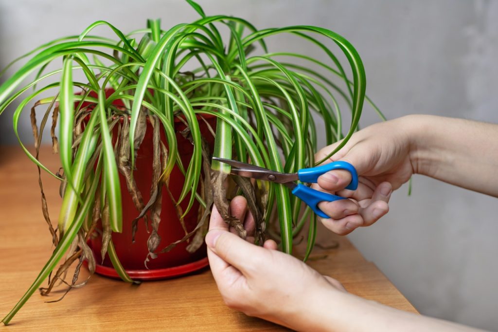 scissors being used to cut the brown tips from the leaves of a potted chlorophytum