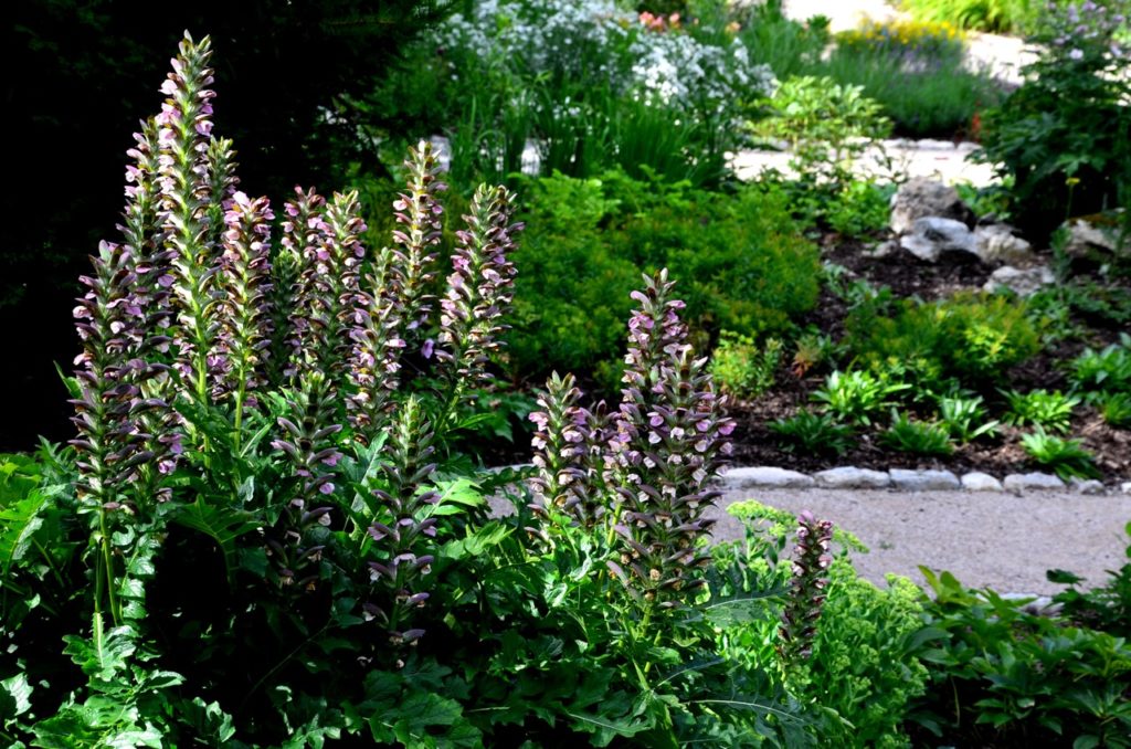 acanthus growing tall in the border of a garden path