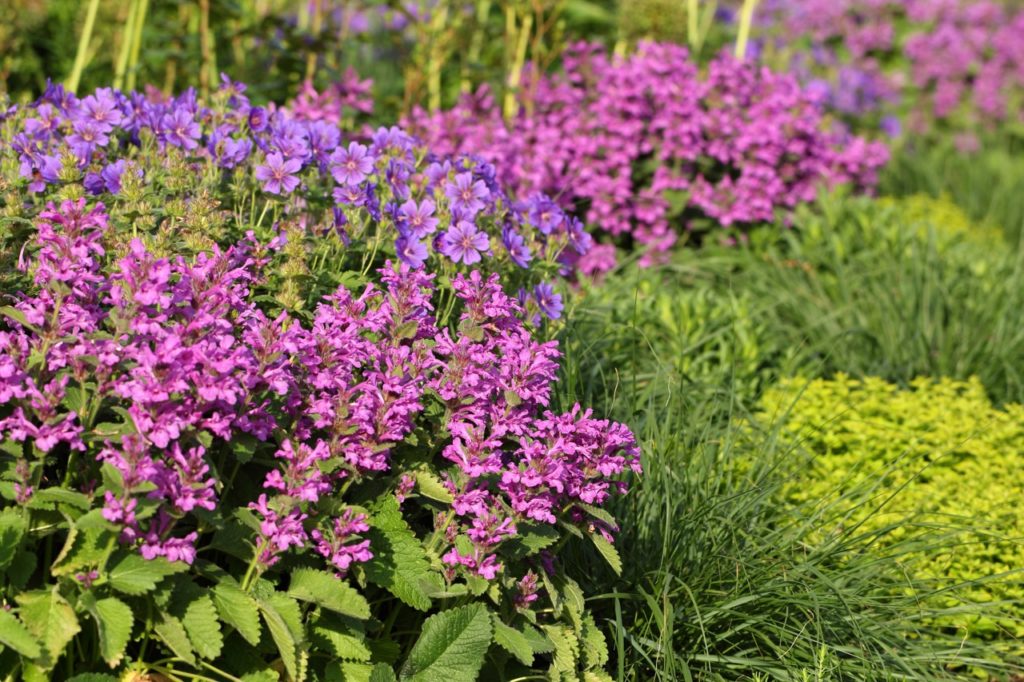 salvia nemorosa with pink flowers growing amongst green shrubs and lilac cranesbill flowers in a garden flower bed outdoors