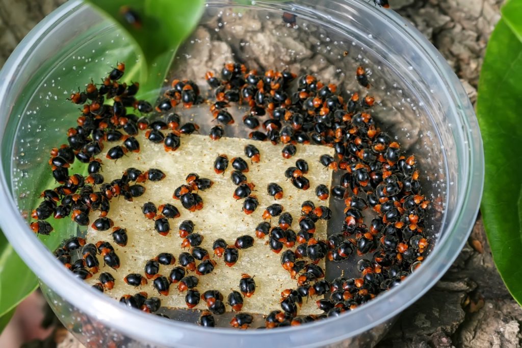 a small plastic tub full of black and red ladybirds for use as biological pest control 