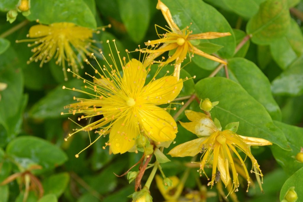 hypericum kouytchense flowers with long yellow stamens and 5 petals growing outdoors