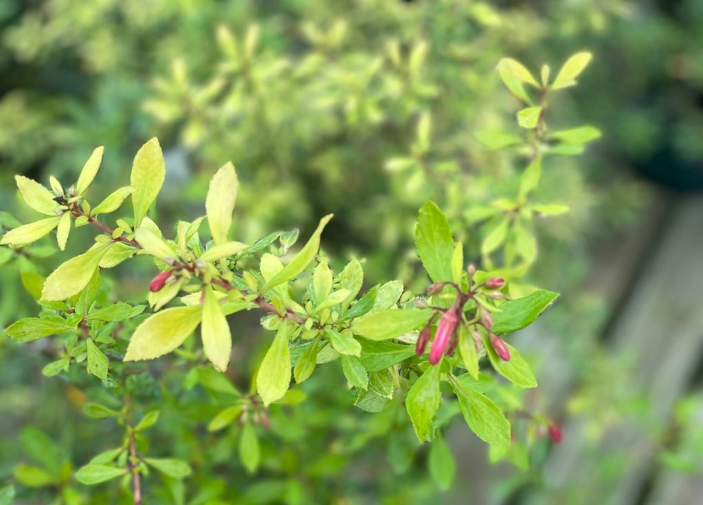 e. 'golden carpet' shrub with red cylinder-shaped flower buds waiting to bloom