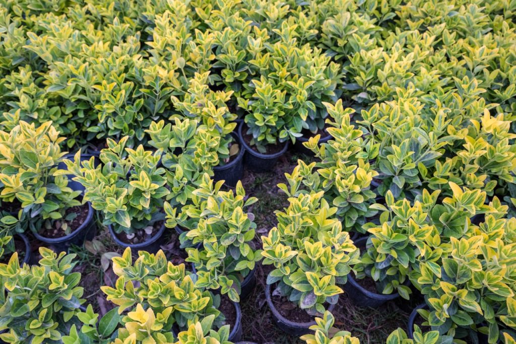 many potted euonymus shrubs growing in rows outside