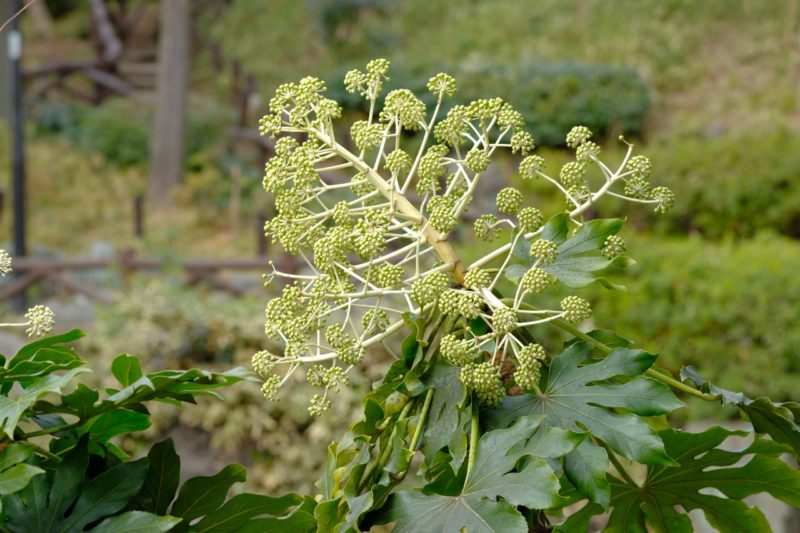 Pruning Fatsia Japonica How & When Horticulture.co.uk