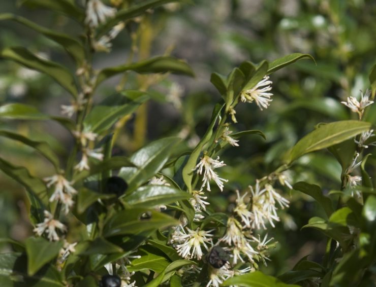Sarcococca Confusa 'Sweet Box' Care | Horticulture.co.uk