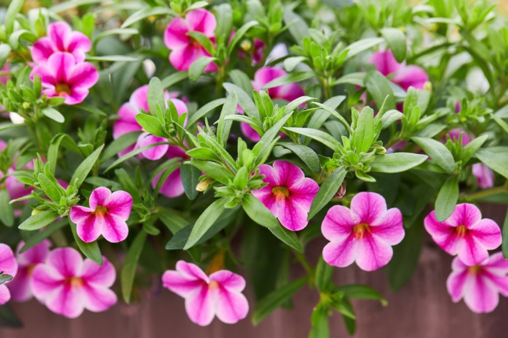 trailing pink and white million bells with thin green leaves growing in a raised bed