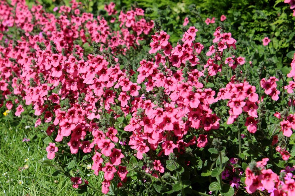 pink flowering Twinspur growing outside in a garden border