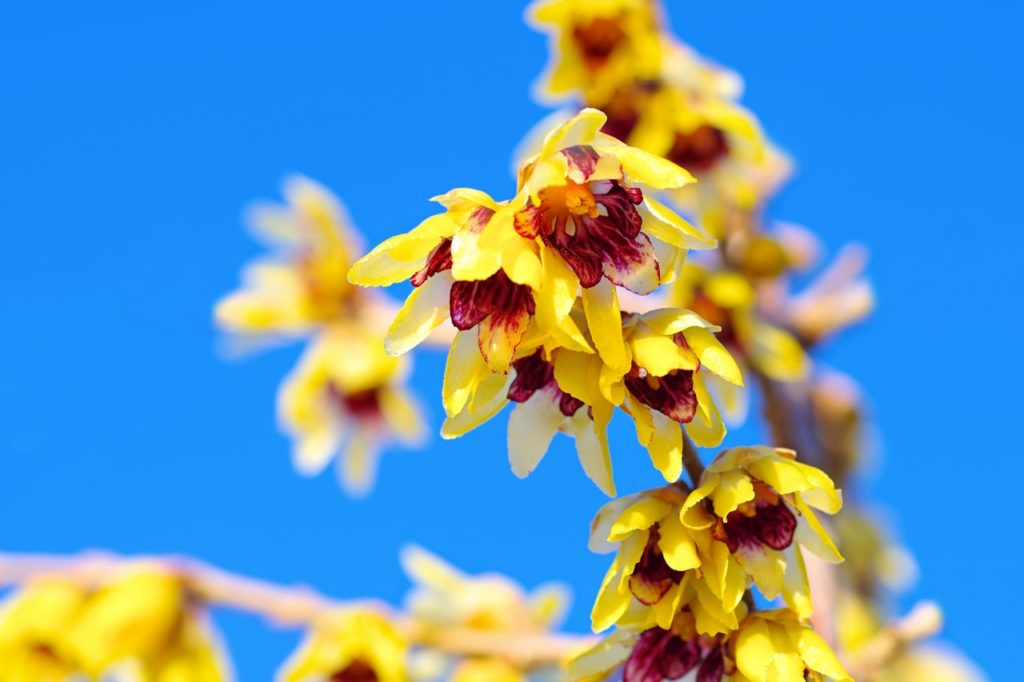 wintersweet plant with yellow and red layered flowers covering its branches growing outside with a blue sky behind it