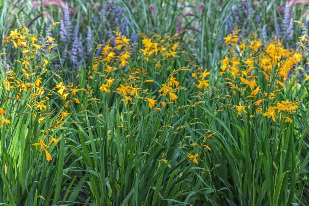 yellow flowering crocosmias with tall thin leaves growing outside in front of purple and pink flowering shrubs