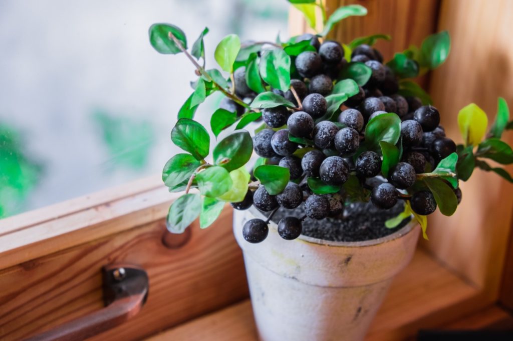 potted blueberry plant with black fruits and small rounded leaves growing on a windowsill