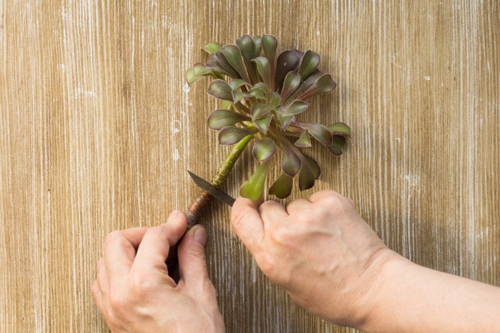someone using a sharp gardening knife to take a cutting from a small aeonium plant on a wooden surface