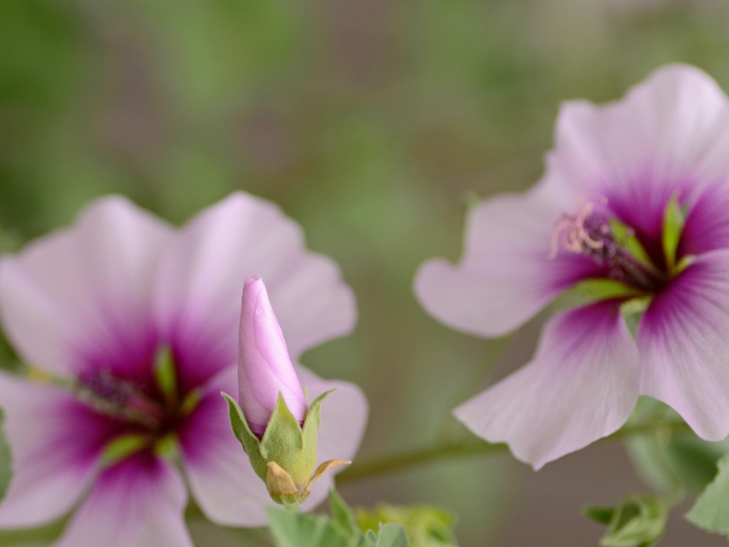 close-up of a pink lavatera maritima bud that has yet to bloom with pink and purple flowers that have bloomed in the background