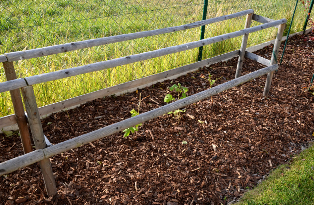 raspberry seedlings growing in front of a wire fence with a wooden support surrounding the plant 