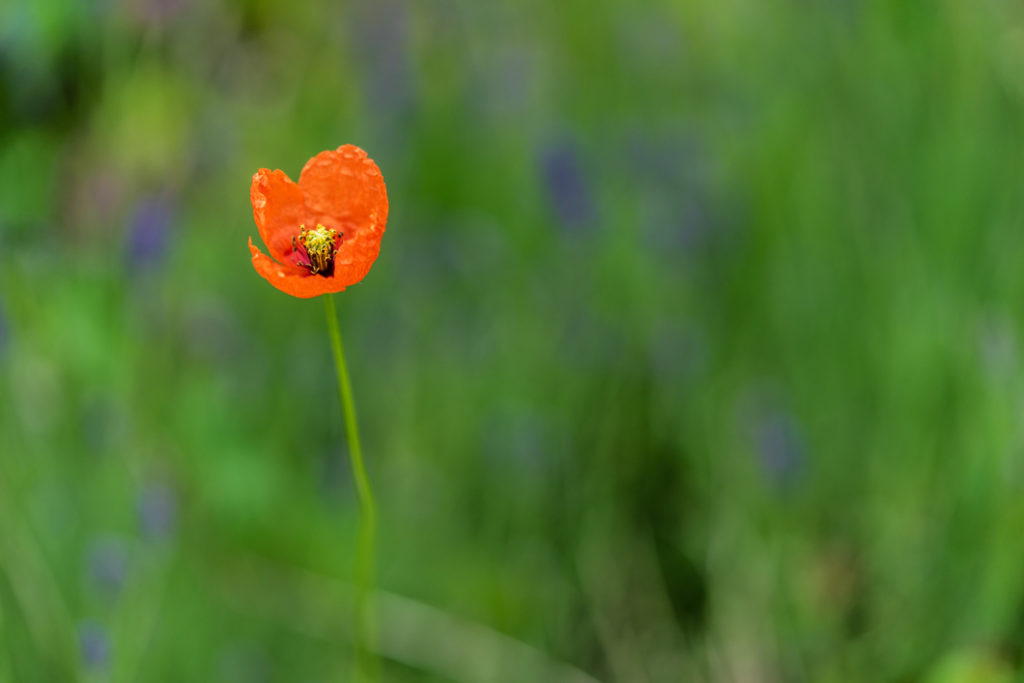 a single poppy on a tall stem that has just opened up to reveal its yellow centre